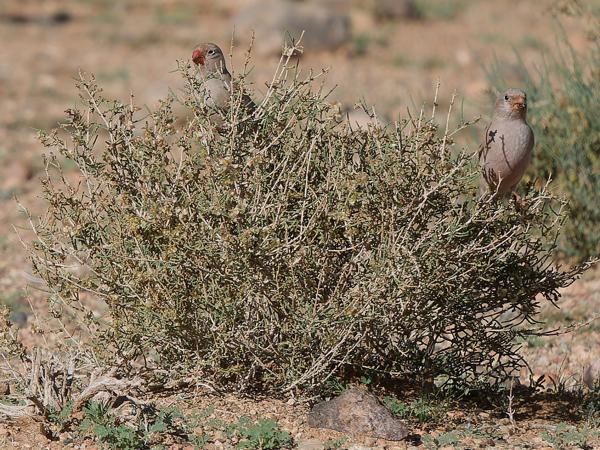 <h3>Bucanetes githagineus / Trumpeter finch / Woestijnvink</h3>OM-1 Mark II with OLYMPUS M.150-400mm F4.5 TC, 1/2000 sec at F5.6, ISO 320, distance 20.2 m